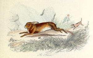 Kuvitus kirjasta "Complete Works of Buffon": Buffon: Les animaux: Buffon: Le hare (kaiverrus) tekijältä Unknown artist