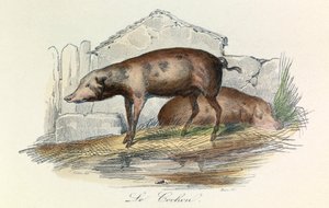Kuvitus kirjasta "Complete Works of Buffon": Buffon: Les animaux: Buffon: Le pichon (kaiverrus) tekijältä Unknown artist