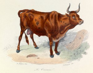 Kuvitus kirjasta "Complete Works of Buffon": Buffon: Les animaux: Buffon: Le taureau (kaiverrus) tekijältä Unknown artist