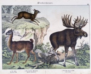 Lama, hirvi (hirvi) - julkaisussa "Nisäkkäiden luonnonhistoria", toim. Schreiber tekijältä Unknown artist