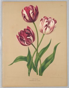 Myöhäiset tulppaanit / Bybloemen tai violetit tekijältä Unknown artist
