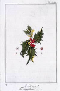 The Holly (Ilex Aquifolium) - kirjassa "Kasvitieteellinen harjoitus kauppiaiden käyttöön", kirjoittanut J.C. Philibert, Imprimerie de Crapelet, Paris tekijältä Unknown artist