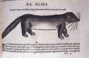 Le loir in Historia Animalium, kirjoittanut Conrad Gesner (1516 - 1565), Tiguri tekijältä Unknown artist