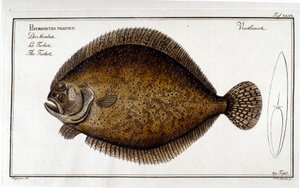 Piikkikampela tai Pleuronectes maximus Marc Elieser Bloch Ichthyologien jälkeen Pariisi - Berliini - Lontoo 1787. tekijältä Unknown artist