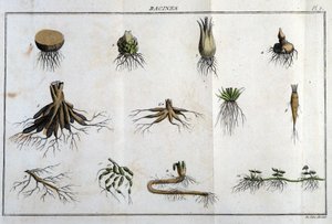 Les Roots: kirjassa "" Flora Françoise tai lyhyt kuvaus kaikista Ranskassa luonnollisesti kasvavista kasveista, järjestettynä uuden analyysimenetelmän mukaan, johon liitetään lainaus niiden vähiten yksiselitteisistä hyveistä lääketieteessä ja niiden hyödyl tekijältä Unknown artist