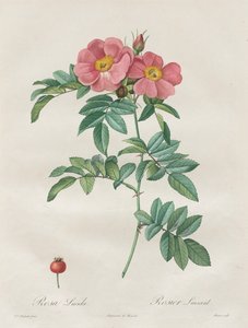 Ruusut: Rosa Lucida tekijältä Unknown artist