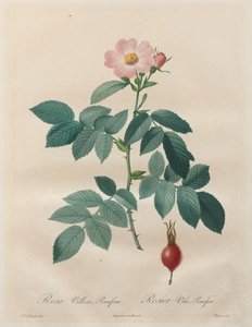 Les Roses: Rosa villosa, pomifera tekijältä Unknown artist