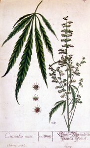 Miespuolinen kannabiskasvi. 1800-luvun kaiverrus. tekijältä Unknown artist