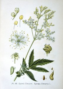 Meadowsweet tekijältä Unknown artist