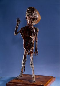 Lääke: kuorihahmo. 1700-luvun yksityinen kokoelma tekijältä Unknown artist