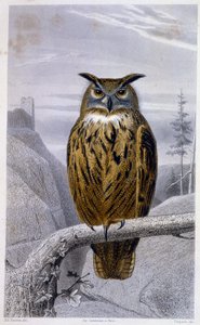 Natural History Plate: Owl: The Grand Duke (Grand Duke) - julkaisussa “” Works of Buffon”, T.5, toim. Fume Jouvet & Cie tekijältä Unknown artist