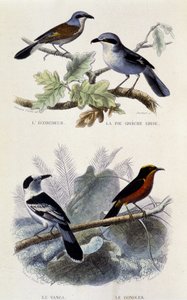 Luonnonhistoriallinen taulu: Linnut: Ecorcheur, harmaa greche-piirakka, vanga ja gonolek - julkaisussa ”” Works of Buffon”, T.5, toim. Tupakointi Jouvet & Cie tekijältä Unknown artist