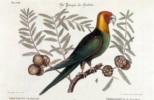 Ornitologia: Carolina papukaija. (Psittacus caroliniensis) tekijältä Unknown artist