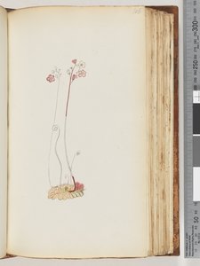 Sivu 106. Ei kirjoitusta, piirustus kesken tekijältä Unknown artist