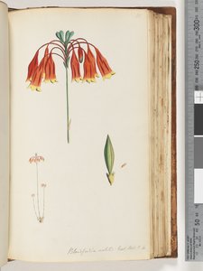 Sivu 111. Blandfordia nobilis Exot. Bot. t. 4. Joulukello tekijältä Unknown artist