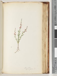 Sivu 122. Mahdollisesti Baeckea densifolia tekijältä Unknown artist