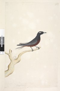 Sivu 13. Ocyptamus. otsikon yläpuolella eri kädessä joulukuussa. Luonnollinen koko Valkoinen, kulmapääskynen Artamus superciliosus, uros, 1791-92 tekijältä Unknown artist
