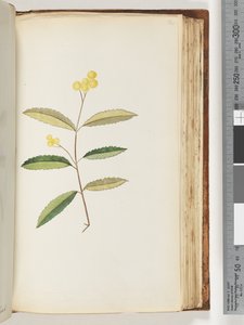 Sivu 140. Tuntematon kukka, lokakuu 1794 tekijältä Unknown artist