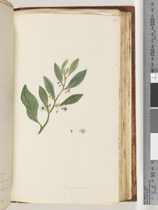 Sivu 161. Myoporum tekijältä Unknown artist