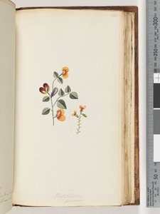 Sivu 180. Platylobium formosum / Handsome Flat-pea tekijältä Unknown artist