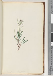 Sivu 18. Conospermum longifolium Pitkä, lehtinen Käpysiemen tekijältä Unknown artist