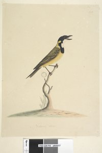 Sivu 18. Luonnonkokoinen Golden Whistler Pachycephala pectoralis, uros, 1791-92 tekijältä Unknown artist