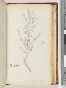 Sivu 190. Melaleuca thymifolia / Timjami Hunaja, myrtti tekijältä Unknown artist