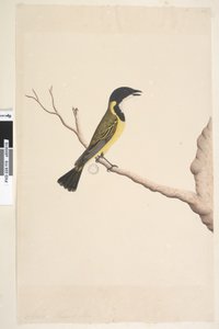 Sivu 19. Huhtikuu. Luonnollinen koko Golden Whistler Pachycephala pectoralis, uros, 1791-92 tekijältä Unknown artist