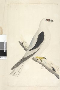 Sivu 1. Falco, nähty Augustatissa alhaalla vasemmalla eri kädessä elokuun luonnollisessa koossa. Musta lapaleija Elanus axillaris Elanus notatus, 1791-92 tekijältä Unknown artist