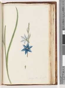 Sivu 204. Thelymitra ixiodes / Spotted Sun Orchid tekijältä Unknown artist