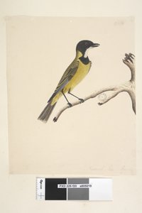 Sivu 20. Luonnollinen koko. Huhtikuu Golden Whistler Pachycephala pectoralis, uros, 1791-92 tekijältä Unknown artist