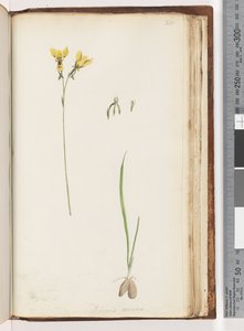 Sivu 211. Diuris aurean muoto / Golden Donkey Orchid tekijältä Unknown artist