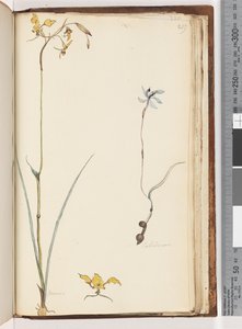 Sivu 219. Caladenia / Diuris kaksi kasvia tekijältä Unknown artist