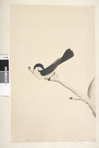 Sivu 21. Musciopa. otsikon yläpuolella eri kädessä kesäkuussa. Luonnonkokoinen Levoton kärpässieppo Myiagra inquieta Seisura inquieta, 1791-92 tekijältä Unknown artist