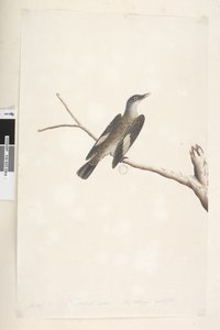 Sivu 23. Toukokuu, luonnollinen koko, iiris & kieli epävarma Brown Treecreeper Climacteris picumnus, 1791-92 tekijältä Unknown artist