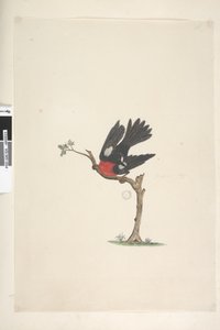 Sivu 24. Luonnollinen koko Scarlet Robin Petroica monivärinen, uros, Norfolk Island, 1791-92 tekijältä Unknown artist
