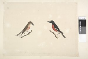 Sivu 26. Norfolkin saaren kaksi lintua tekijältä Unknown artist