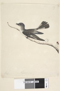 Sivu 27. Toukokuu. Luonnonkokoinen Hooded Robin, naaras Melanodryas cucullata, 1791-92 tekijältä Unknown artist
