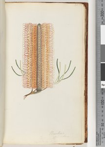 Sivu 31. Banksia spinulosa / Hairpin Banksia tekijältä Unknown artist