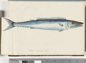 Sivu 32. Barracouta tekijältä Unknown artist