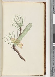 Sivu 33. Kasvi, Banksia spinulosa tekijältä Unknown artist
