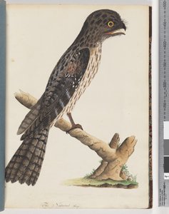 Sivu 33. Tawny Frogmouth. Gracile Goatsucker tekijältä Unknown artist