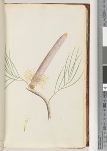Sivu 34. A Banksia tekijältä Unknown artist