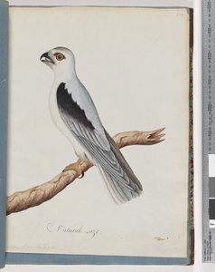 Sivu 35. Black-shouldered Kite. Axillary Falcon tekijältä Unknown artist