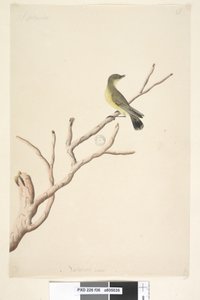 Sivu 36. Syyskuu. Luonnonkokoinen Yellow Thornbill Acanthiza nana, 1791-92 tekijältä Unknown artist