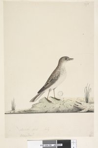 Sivu 38. Alundu? otsikon yläpuolella eri kädessä Luonnollinen koko, heinäkuu Pipit Anthus australis, 1791-92 tekijältä Unknown artist