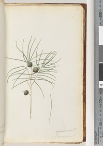 Page 39. Schraderia / Persoonia tekijältä Unknown artist
