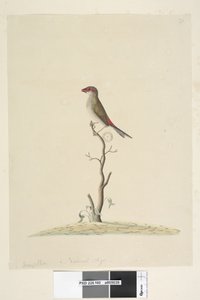 Sivu 40. Asiakaspalvelu. Luonnollinen koko Punainen, Peippo Neochmia brevis Aegintha brevis, 1791-92 tekijältä Unknown artist