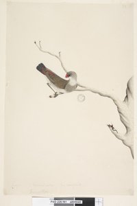 Sivu 41. Hapsut. otsikon yläpuolella eri kädessä kesäkuussa. Luonnollinen koko. Iris epävarma Diamond Firetail Stagonopleura guttata, epäkypsä, 1791-92 tekijältä Unknown artist
