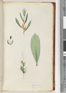 Page 42. Schraderia / Persoonia tekijältä Unknown artist